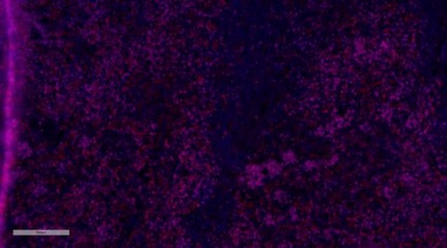 Anti-Iba1/AIF1 Antibody, clone 20A12.1, Alexa Fluor&#8482; 555 Conjugate clone 20A12.1, from mouse, ALEXA FLUOR&#8482; 555
