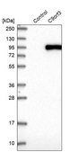 Anti-C9orf3 antibody produced in rabbit Prestige Antibodies® Powered by Atlas Antibodies, affinity isolated antibody, buffered aqueous glycerol solution