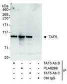 Rabbit anti-TAF5 Antibody, Affinity Purified Powered by Bethyl Laboratories, Inc.