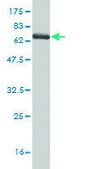 Monoclonal Anti-SPHK1 antibody produced in mouse clone 1D6, purified immunoglobulin, buffered aqueous solution