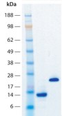 Activin A human recombinant, expressed in HEK 293 cells, HumanKine®, suitable for cell culture