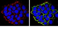Anti-EGFR (cytoplasmic domain) Antibody, clone 8G6.2 clone 8G6.2, from mouse