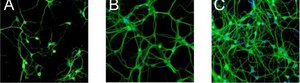 Anti-MAP2 (2a+2b) antibody, Mouse monoclonal clone AP-20, ascites fluid