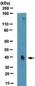 Anti-PDX1 (goat) Antibody serum, from goat