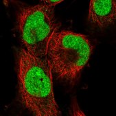 Anti-ANAPC11 antibody produced in rabbit Prestige Antibodies® Powered by Atlas Antibodies, affinity isolated antibody, buffered aqueous glycerol solution