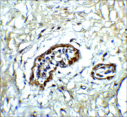 Anti-ATF6 (ab1) antibody produced in rabbit affinity isolated antibody, buffered aqueous solution