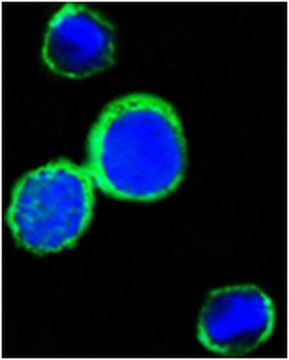 Anti-REG1A, clone 1A4 Antibody ascites fluid, clone 1A4, from rabbit