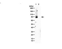 Anti-SMO homolog from rabbit