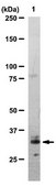 Anti-Sirt5 Antibody from rabbit, purified by affinity chromatography