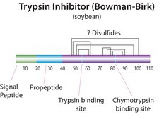 トリプシン‐キモトリプシンインヒビター Glycine max（ダイズ）由来 lyophilized powder