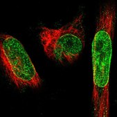 Anti-SYNE1 antibody produced in rabbit Prestige Antibodies® Powered by Atlas Antibodies, affinity isolated antibody, buffered aqueous glycerol solution