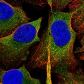 Anti-SH3GL1 antibody produced in rabbit Prestige Antibodies® Powered by Atlas Antibodies, affinity isolated antibody, buffered aqueous glycerol solution