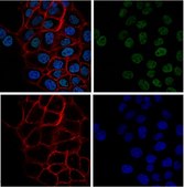 Anti-acetyl-Histone H3 (Lys4) Antibody, Alexa Fluor™ 488 conjugate from rabbit, ALEXA FLUOR™ 488