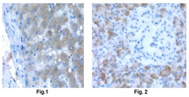 Anti-CBS Antibody, clone 9F3.2 clone 9F3.2, from mouse