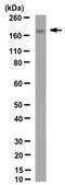 Anti-BRG1/BAF190A Antibody, clone 5B7 clone 5B7, from rat