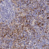 Anti-MSR1 antibody produced in rabbit Prestige Antibodies® Powered by Atlas Antibodies, affinity isolated antibody, buffered aqueous glycerol solution