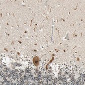 Anti-MCPH1 antibody produced in rabbit Prestige Antibodies® Powered by Atlas Antibodies, affinity isolated antibody, buffered aqueous glycerol solution