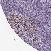 Anti-TCF3 antibody produced in rabbit Prestige Antibodies® Powered by Atlas Antibodies, affinity isolated antibody, buffered aqueous glycerol solution