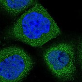 Anti-SYNGR1 antibody produced in rabbit Prestige Antibodies® Powered by Atlas Antibodies, affinity isolated antibody, buffered aqueous glycerol solution