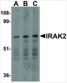 Anti-IRAK2 (ab2) antibody produced in rabbit affinity isolated antibody, buffered aqueous solution