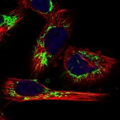 Anti-MRPL12 antibody produced in rabbit Prestige Antibodies® Powered by Atlas Antibodies, affinity isolated antibody, buffered aqueous glycerol solution, Ab1