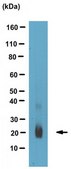 Anti-Interferon Lambda 4, clone 4G1 Antibody clone 4G1, 1 mg/mL, from mouse