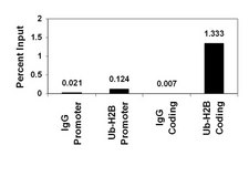 ChIPAb+ Ubiquityl-Histone H2B - ChIP Validated Antibody and Primer Set clone 56, from mouse, purified by using protein G