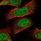 Anti-PNRC2 antibody produced in rabbit Prestige Antibodies® Powered by Atlas Antibodies, affinity isolated antibody, buffered aqueous glycerol solution