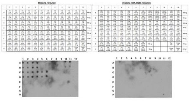 Anti-Histone H3 Antibody, (Unmodified Lys4), clone CMA301 clone CMA301, from mouse, purified by affinity chromatography