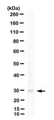 Anti-KLK6 Antibody, clone 27-4 clone 27-4, from mouse