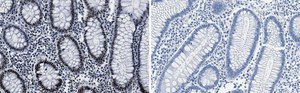 Anti-ARID1A Antibody, clone 1C3 ZooMAb® Rabbit Monoclonal recombinant, expressed in HEK 293 cells