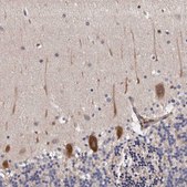 Anti-ARMCX1 antibody produced in rabbit Prestige Antibodies® Powered by Atlas Antibodies, affinity isolated antibody, buffered aqueous glycerol solution