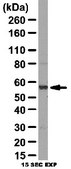 Anti-Atg4D Antibody from rabbit, purified by affinity chromatography
