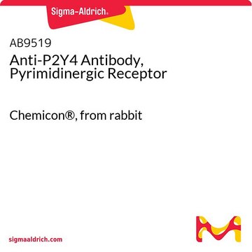 Anti-P2Y4 Antibody, Pyrimidinergic Receptor Chemicon&#174;, from rabbit