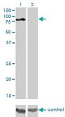 Monoclonal Anti-DVL3 antibody produced in mouse clone 4H2, purified immunoglobulin, buffered aqueous solution