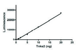 Tankyrase 2 active human recombinant, expressed in baculovirus infected Sf9 cells, ≥90% (SDS-PAGE)