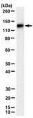 Anti-Syntaxin-3B Antibody, clone 12E5 clone 12E5, from mouse