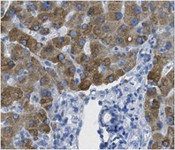 Anti-TICAM1 Antibody, clone 3D5.1 clone 3D5.1, from mouse