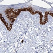 Anti-FRS3 antibody produced in rabbit Prestige Antibodies® Powered by Atlas Antibodies, affinity isolated antibody, buffered aqueous glycerol solution, ab2