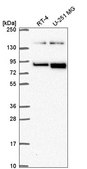 Anti-EPHB2 antibody produced in rabbit Prestige Antibodies® Powered by Atlas Antibodies, affinity isolated antibody