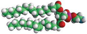 18:1 (Δ9-Cis) PE (DOPE) Avanti Research™ - A Croda Brand