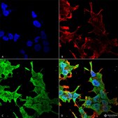Monoclonal Anti-Task1 Potassium Channel - Atto 390 antibody produced in mouse clone S374-48, purified immunoglobulin