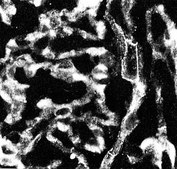 Anti-Integrin α5 Antibody, CT, Intracellular serum, Chemicon®