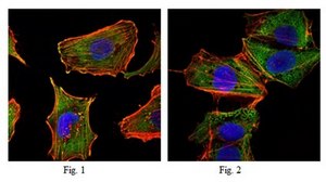 Anti-CRTC1 Antibody, clone 1B5 ascites fluid, clone 1B5, from mouse