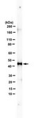 Anti-BMP-9 (GDF-2) from rabbit, purified by affinity chromatography