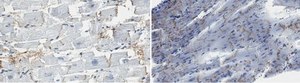 Anti-Connexin 43 Antibody, clone 2F5 clone 2F5, from mouse