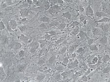 OP9-DL1 hDL-1-Expressing mOP9 Cell Line