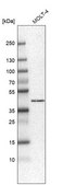 Anti-HPF1 antibody produced in rabbit Prestige Antibodies® Powered by Atlas Antibodies, affinity isolated antibody, buffered aqueous glycerol solution