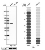 Anti-ASL antibody produced in rabbit Prestige Antibodies® Powered by Atlas Antibodies, affinity isolated antibody, buffered aqueous glycerol solution