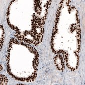 Monoclonal Anti-GRHL2 antibody produced in mouse Prestige Antibodies® Powered by Atlas Antibodies, clone CL3760, purified immunoglobulin, buffered aqueous glycerol solution